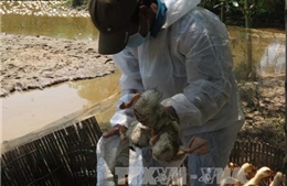 Thừa Thiên - Huế xuất hiện 2 ổ dịch cúm H5N6 trên đàn vịt
